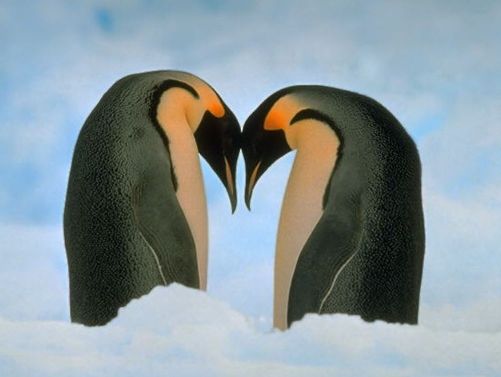 love_penguins